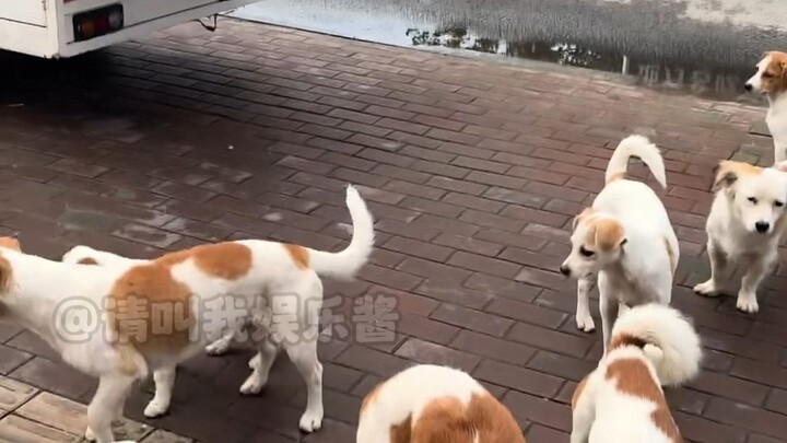 Paw Patrol Premium Sausage