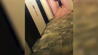 Những con người ngốc nghếch nhất hành tinh #66