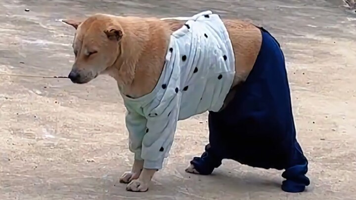 “Chưa có luật sư của tôi đến, tôi sẽ không kêu một tiếng!”