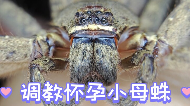 Taming the Pregnant Giant White-Faced Huntsman Spider at Home