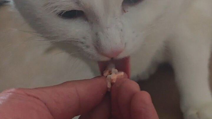 Kucing yang Tidak Suka Makan Salmon