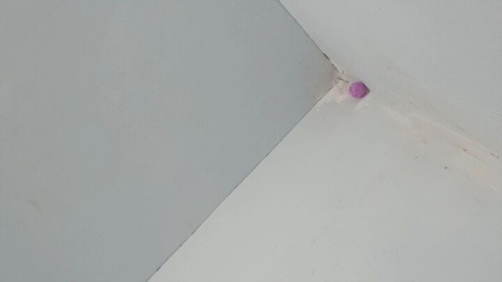 Sriti/walet suka bersarang di rumah?