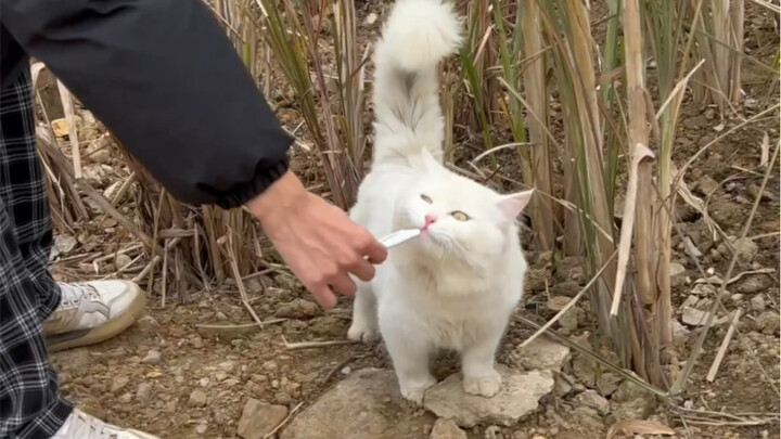 Threatened for Building a Paradise for Stray Cats?