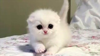 Super Cute Cats Best Funny Cat Videos Cute VN