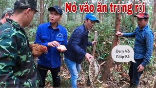 Sư Phụ Săn Bắt Ẩm Thực Vùng Cao Giải Cứu Ổ G.à Khỏi Trăn Rừng Tấn Công Giúp Dân