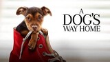 A.Dog's.Way.Home.2019.1080p.