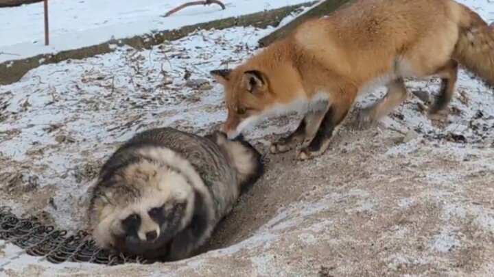 Rubah yang mengganggu lubang penggalian anjing rakun