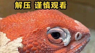 This peeling is too stress-relieving, it may cause discomfort, please watch with caution