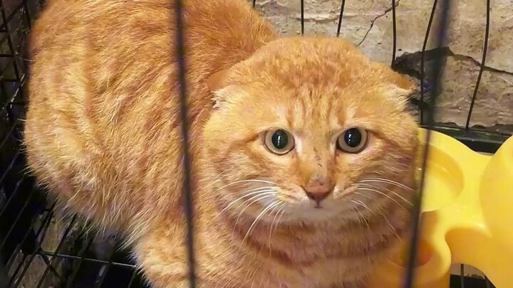 Si Jagoan Besar Daju 61