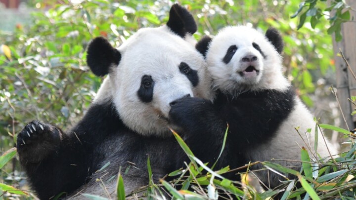Animal | Mommy Panda Qifu And Her Cute Baby Duoduo