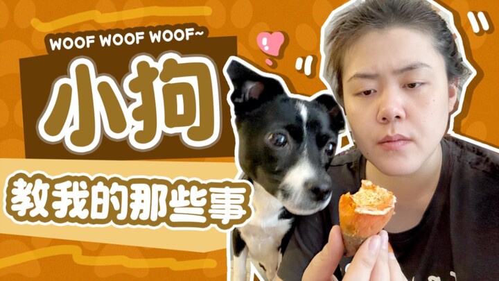 【Chó con vạn tuế】Chó con đã dạy tôi rất nhiều điều, nhưng chưa chắc tôi đã học được.