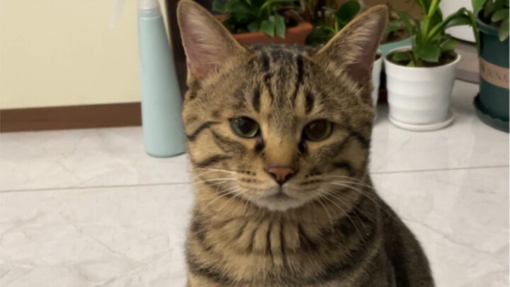 น้องแมวอยากขึ้นโซฟา ร้องอ้อนๆ ขออุ้ม พอขึ้นมาได้ปุ๊บก็เปลี่ยนท่าทีทันทีเลย!