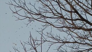 Physics teacher: Where is your book? Me: Like catkins blowing in the wind