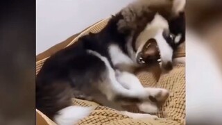 Husky: Kau bilang darahku tidak murni?