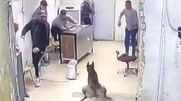 Dog: Just watch me charge in and out seven times!