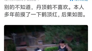 大部分动物都喜欢被摸头吗？