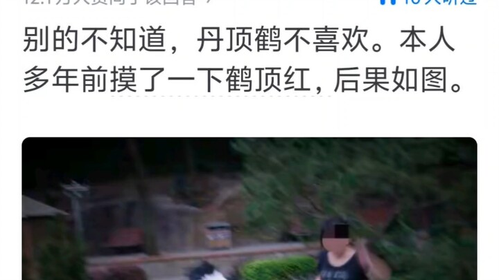 大部分动物都喜欢被摸头吗？