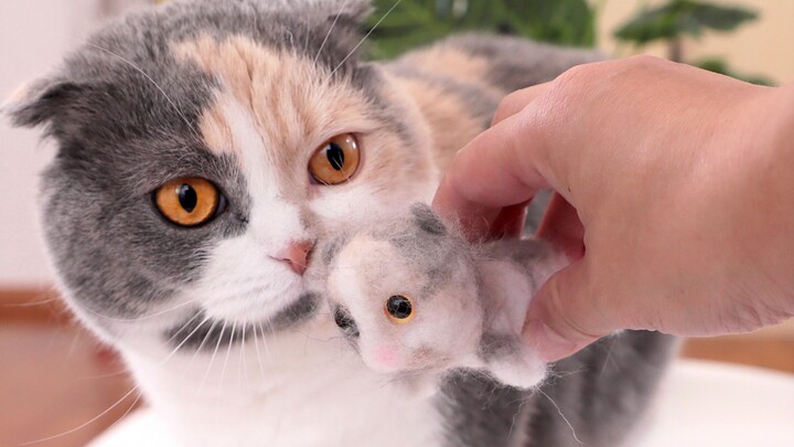 Tuan membuat seekor kucing dari bulu kucingnya, dan sang kucing langsung bingung setelah melihatnya: