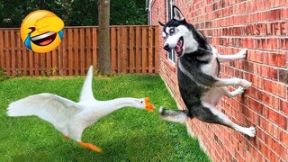 Animals Getting Scared Over Nothing 😂 [Funny Pets] | Pets Island