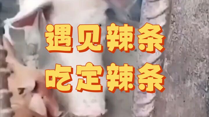 ขโมยหมูไม่สำเร็จ กลับถูกกินเสียเอง🐍กรอบอร่อย