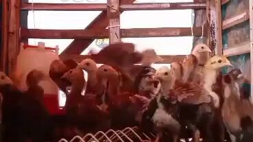 25days old stay healthy 😊