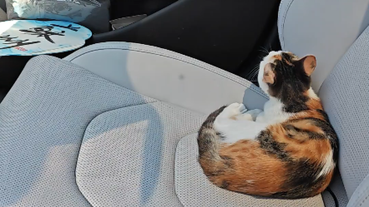 Master Cat accepted the fact that he was walking on a bumpy road in just 0.01 seconds and continued 
