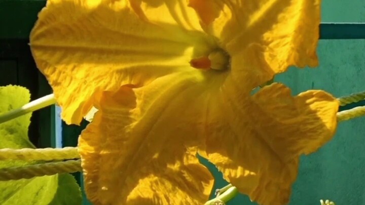 Squash flower