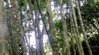 tenefulan bamboo