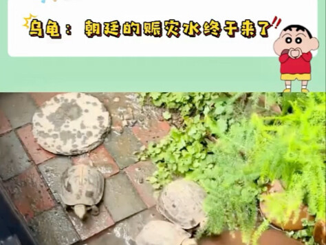 Turtle: I’ll sprint toward the source of my life!