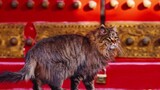The Forbidden City Cat | 4K/120P