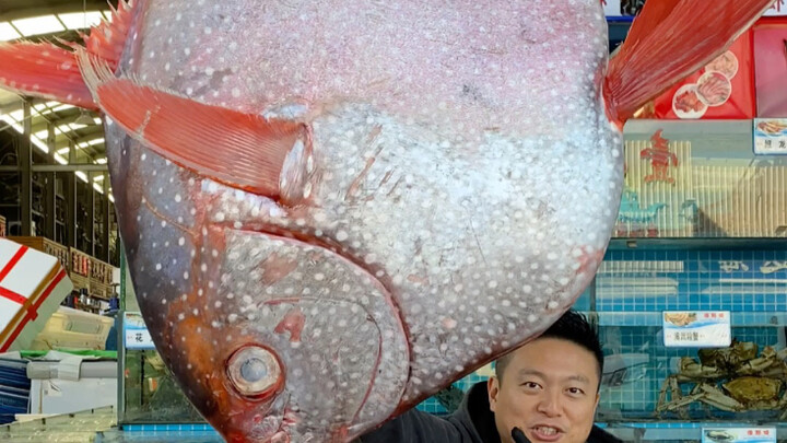 ปลาที่โชคดีที่สุดในโลก ปลามูนฟิช ปลาเลือดอุ่นเพียงชนิดเดียวในทะเล ลองลิ้มชิมตาและท้องปลาดูสิ!