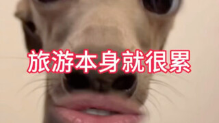 所谓的“旅游”本来就是累的。要放松的话，那叫度假。