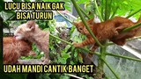 Anak Kucing Minta Tolong Bisa Manjat Gak Bisa Turun Lucu Liat Endingnya.!