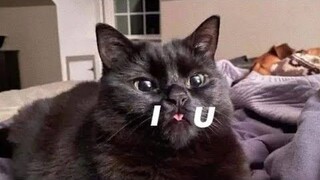 😂 Funniest Cats and Dogs Videos 😺🐶 || 🥰😹 Hilarious Animal Compilation №133