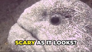 Wolf Eel: The Ugly Face of a Gentle Giant