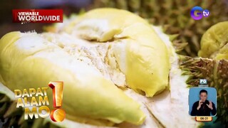 Mga durian sa North Cotabato, libre na lang?! | Dapat Alam Mo!