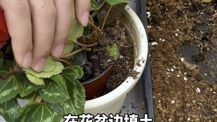 Cyclamen Potting Method