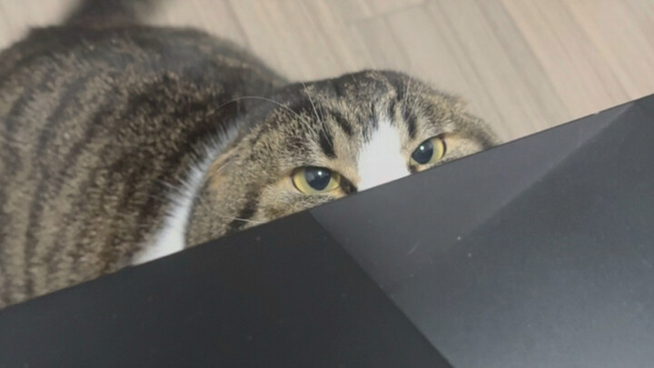 ดื้อรั้นในรัง