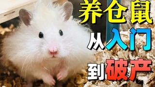 Wajib baca bagi mahasiswa: beternak hamster, dari awal masuk hingga bangkrut