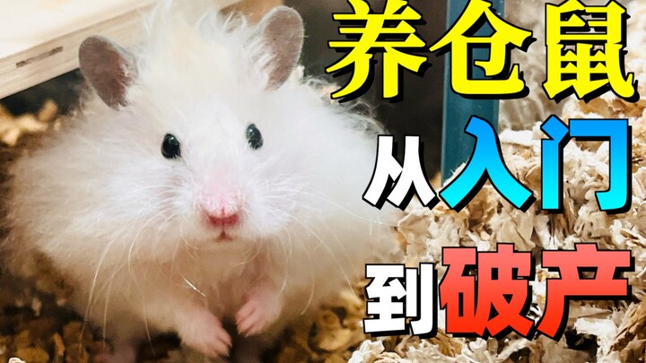 A must-read for students: raising hamsters, from entry to bankruptcy