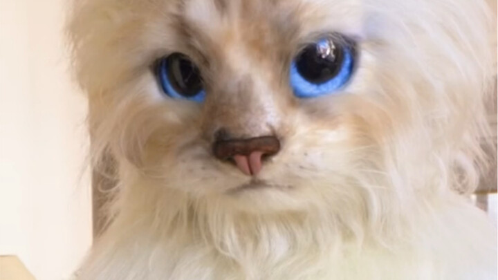 跟女友的猫搞好关系是加分项哦