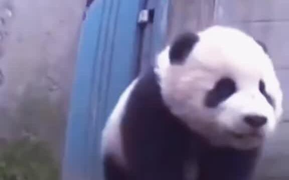 ต้องเชื่อแล้ว! แพนด้ายักษ์ฟังภาษาเสฉวนออก คลิปหลักฐานชัดๆ ถูกเปิดเผยเพียบ…ชาวเน็ตบอก: น่ารักจนใจละลา