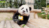 210317 Panda Raksasa Fubao Menemukan Kupu-kupu