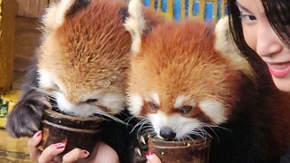 Red Panda