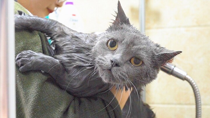 كيف يكون شعور الاستحمام مع قطة؟ القطة: أنت حقًا لا تعرف الرحمة!