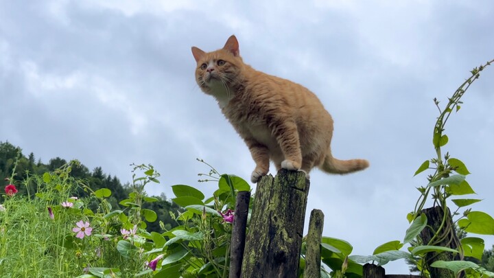 This is a virtuous cat