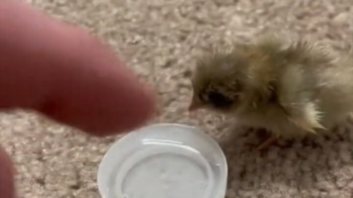 I’ve Never Seen Anyone This Stupid Just Because...