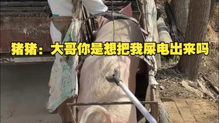猪猪：大哥你是想把我屎电出来吗？