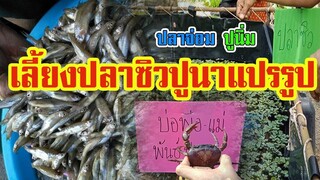 การเลี้ยงปลาซิว ปูนา | แปรรูป ราคาเพิ่มเท่าตัว |