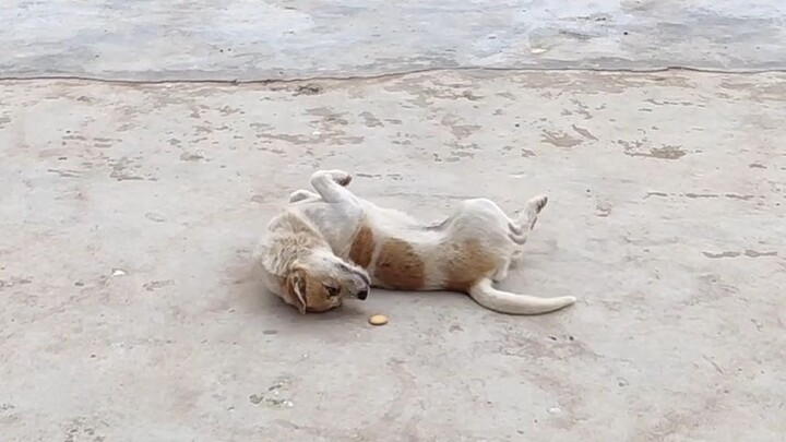 Friends, please use your knowledge to help me interpret: what kind of body language is this?